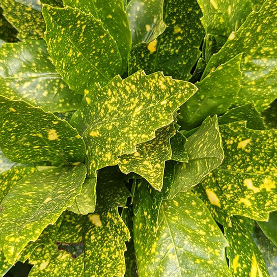 Gold Dust Aucuba Plant  Showy Foliage