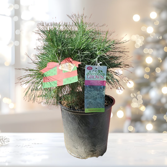Connecticut Slate Dwarf White Pine - Holiday #2 Pot