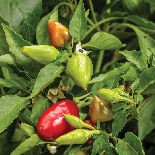 Healthy Fire Away Hot and Heavy Peppers Growing