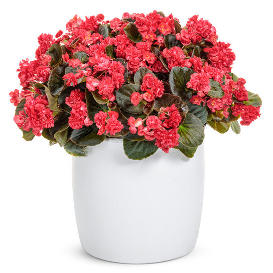 Double Up Red Begonia | Plant Addicts