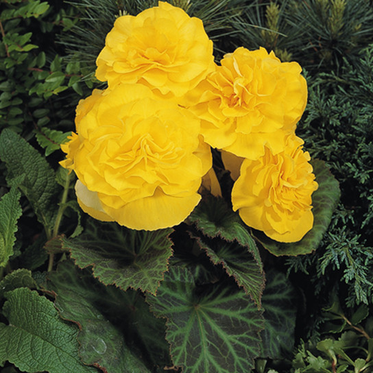 Nonstop® Yellow Begonia in Shade Garden