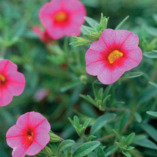 Superbells® Pink Calibrachoa Flowers and Foliage