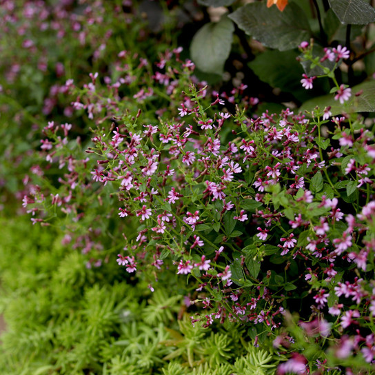 Fairy Dust® Pink Cuphea Plants Mass Planted Garden Border