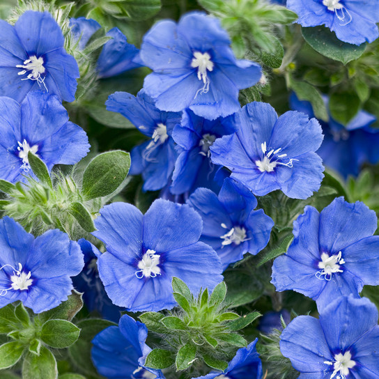 Blue My Mind® Dwarf Morning Glory Flowers and Foliage