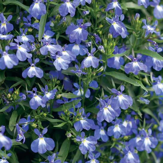 Laguna® Compact Blue Lobelia flowers and foliage