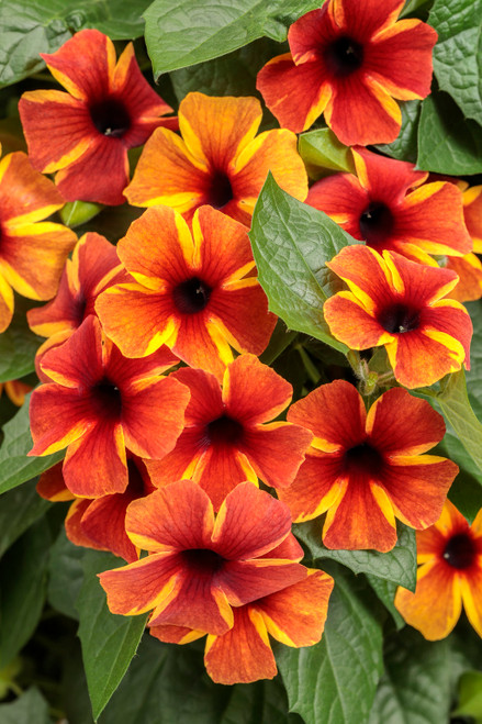 Tangerine Slice A-Peel® Black-Eyed Susan Vine | Plant Addicts