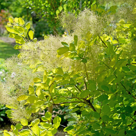 Winecraft Gold® Smokebush Foliage and Flowers in the Sunlight