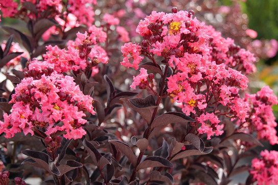 Center Stage® Coral Crape Myrtle | Plant Addicts
