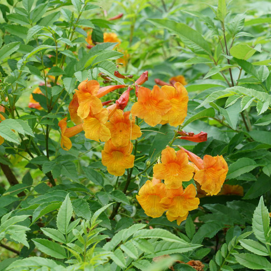Chicklet™ Orange Tecoma Flowers and foliage