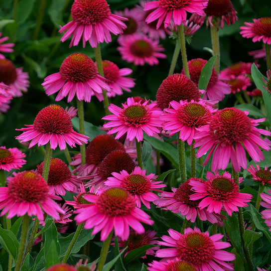 Delicious Candy Coneflower Plants Blooming