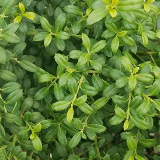 Soft Touch Compact Holly Green Leaves