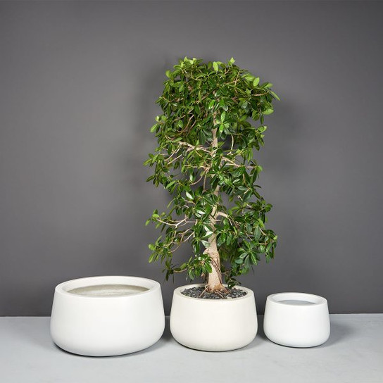 Short Hayden Tapered Round Planters with plants