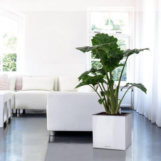 Indoor Canto Premium Short Square Planter With Elephant Ears