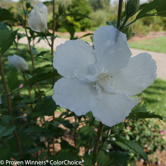 White Pillar Rose of Sharon Flower Close Up