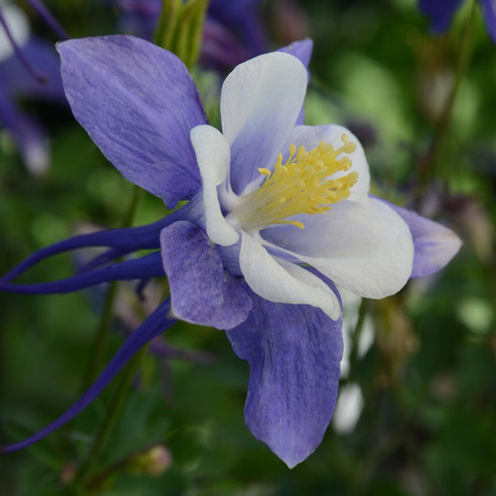 Earlybird™ Blue and White Columbine flower close up