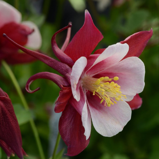 Earlybird Red and White Columbine flower