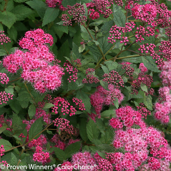 Double Play Pink Spirea Flowers Close Up