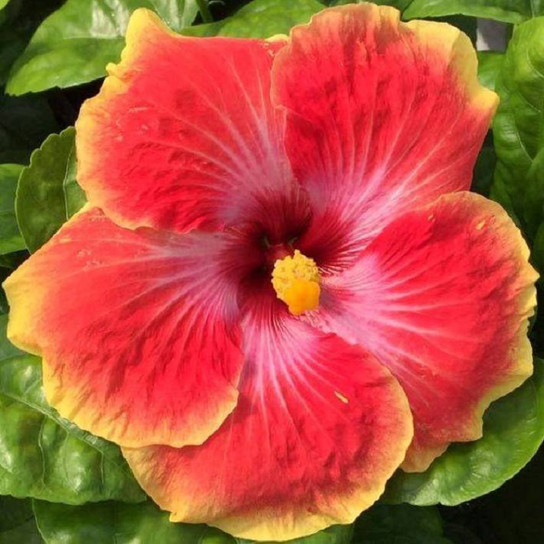 Acapulco Gold Tropical Hibiscus flowers