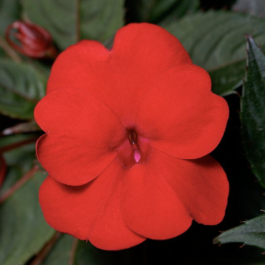 SunPatiens® Compact Deep Red Impatiens flowers