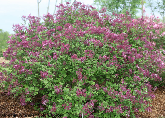 Bloomerang® Dark Purple Lilac | Plant Addicts
