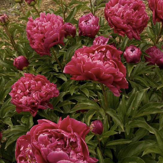 Karl Rosenfield Peony Flower Closeup