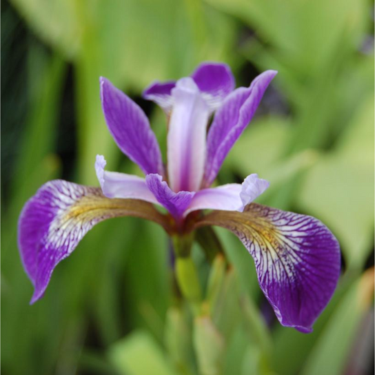 Northern Blue Flag Iris Versicolor Flower Close Up