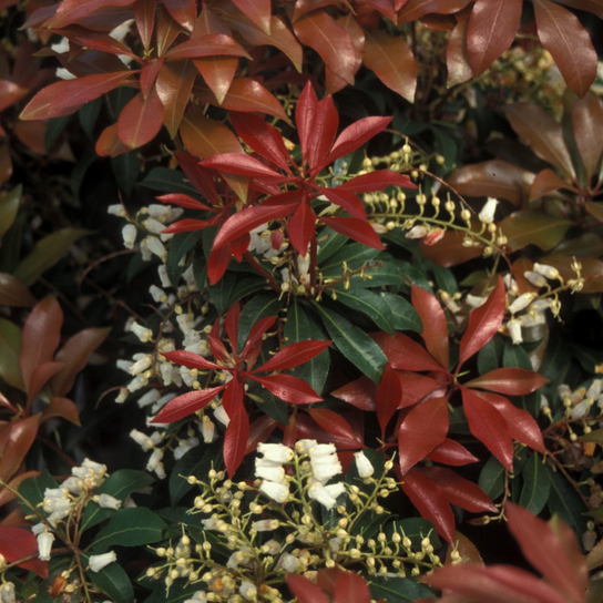 Mountain Fire Pieris Covered in Blooms