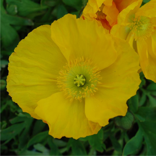Spring Fever® Yellow Iceland Poppy Flower Close Up
