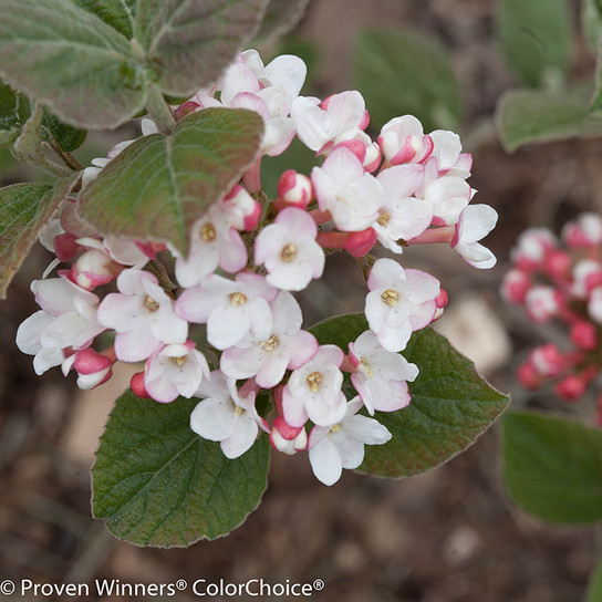 Spice Girl Viburnum Shrub With White and Red Flowers