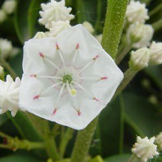 Snowdrift Mountain Laurel Flower Close Up