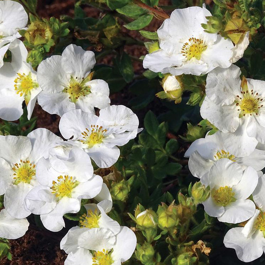 Bella Bianca Potentilla Plant Addicts