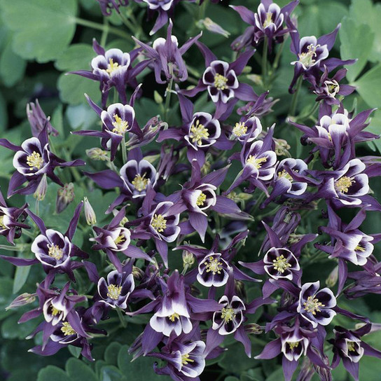 Winky Purple & White Columbine Blooming