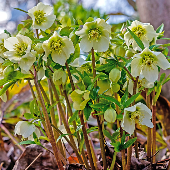 Jacob Christmas Rose Stem with Leaves & Blooms