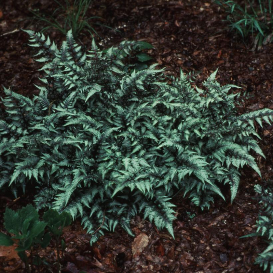 Japanese Painted Fern Growing in the Shade