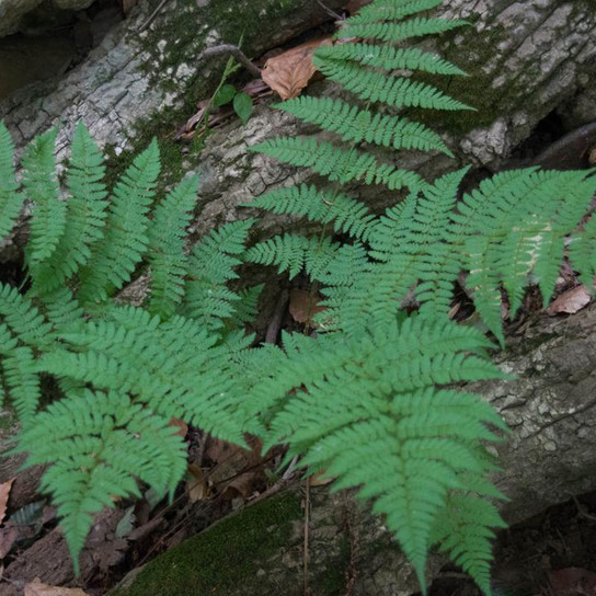 Common Wood Fern in the Forest