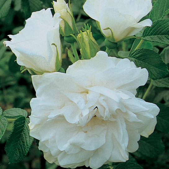 Blanc Double de Coubert Hybrid Rugosa Rose Flower Close Up