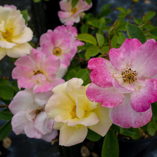 Peach Lemonade® Rose Flowers in Yellow and Pink