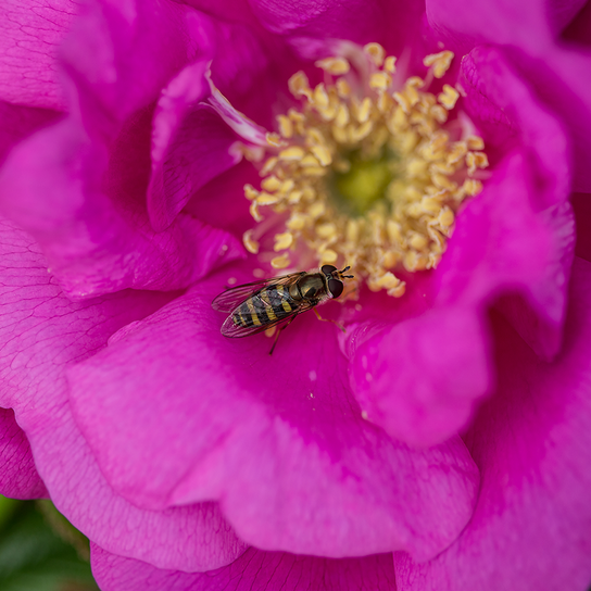 Lotty's Love™ Rose Flower Petal Close Up