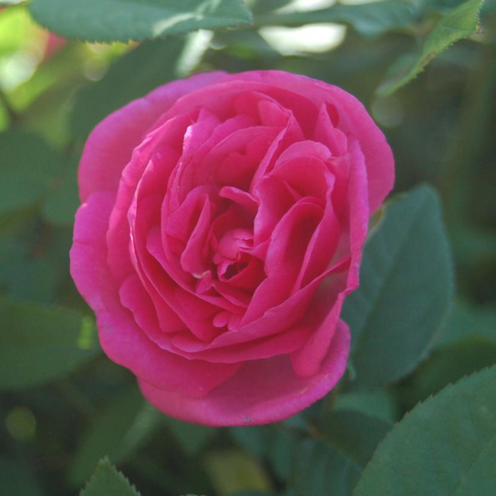 Zephirine Drouhin Climbing Rose Flower Close Up