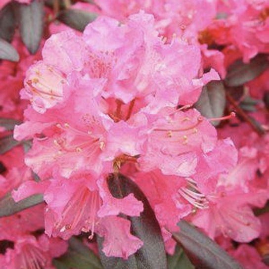 Landmark Rhododendron Flower Close Up
