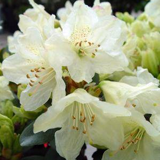 Towhead Rhododendron Flower Close Up