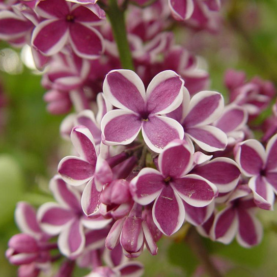 Sensation Lilac Flowering