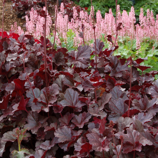 Obsidian Coral Bells in the Landscaping