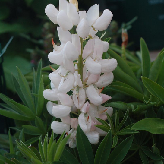 Noble Maiden Lupine Foliage & Flower Close Up