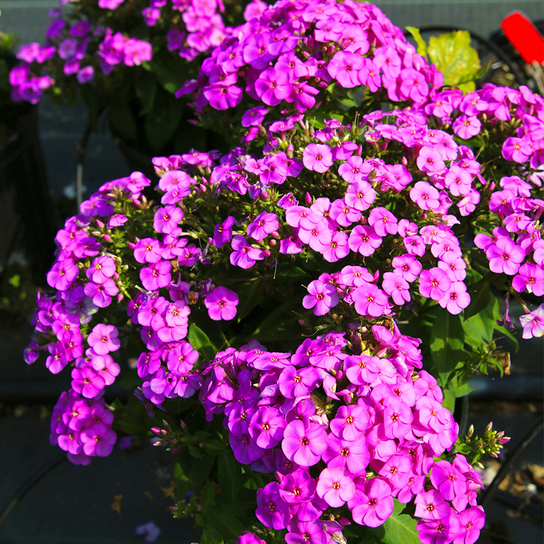 Ka-Pow® Purple Garden Phlox Growing in the Garden