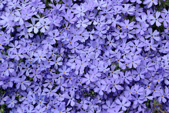 Violet Pinwheels Violet Pinwheels Creeping Phlox | Plant Addicts
