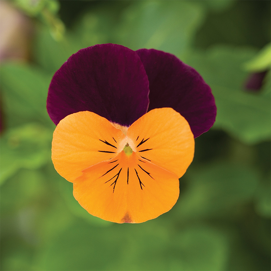 Penny™ Orange Jump-up Viola Flower Petal Close Up