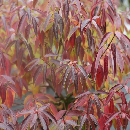 Red Rover Cornus with Red Fall Colors