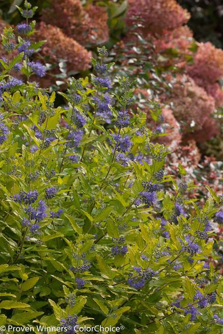 Lil Miss Sunshine® Bluebeard | Plant Addicts