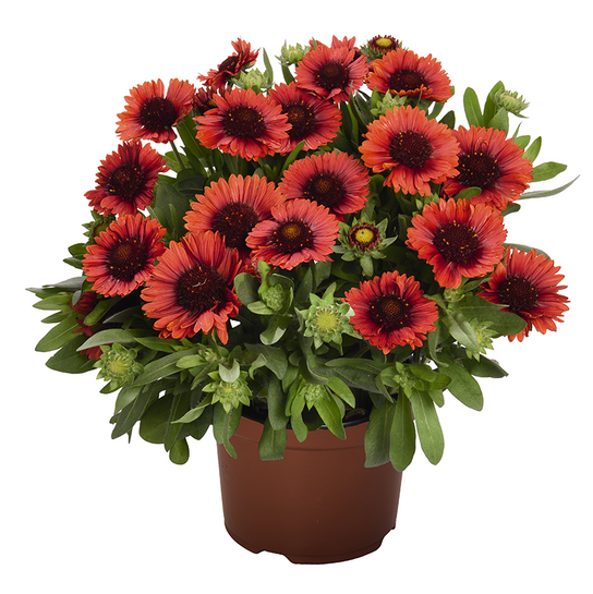 Spintop Red Blanket Flower in Pot Planter